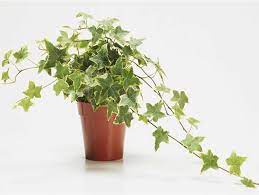 Product: English Ivy (Hedera helix)